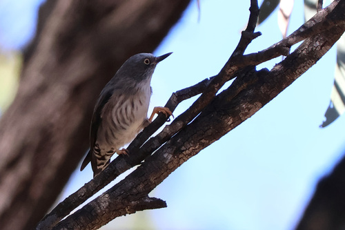 Varied Sittella
