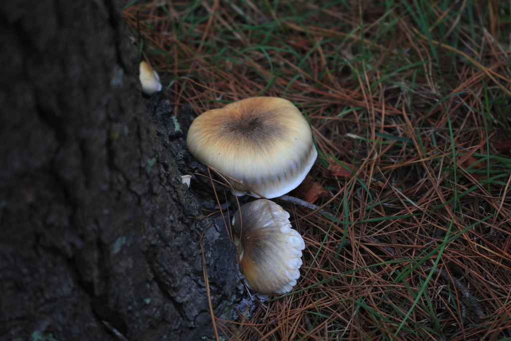 Omphalotus nidiformis · April 2026 · photo: © sofiazed1 (iNaturalist, cc-by)