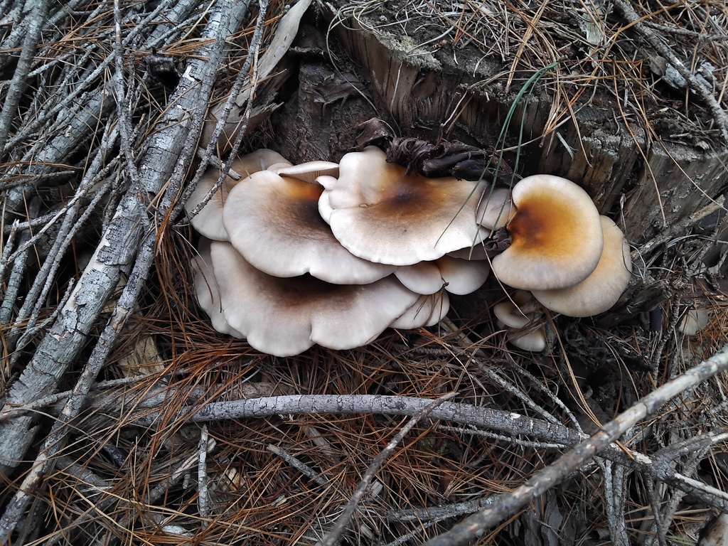Omphalotus nidiformis · April 2026 · photo: © sofiazed1 (iNaturalist, cc-by)