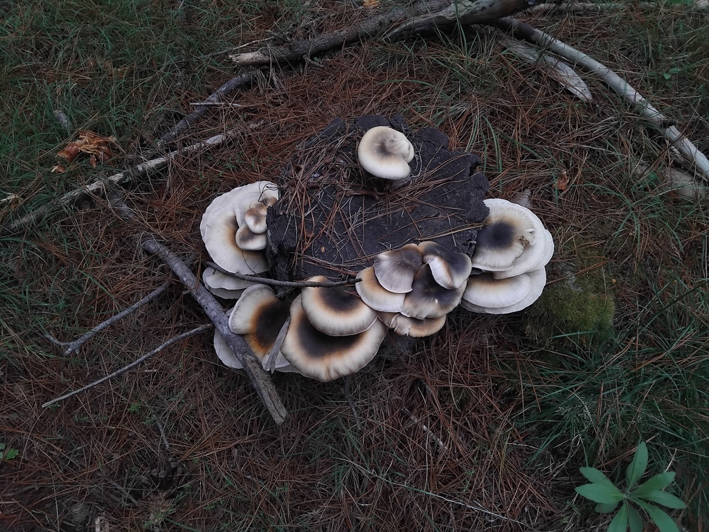 Omphalotus nidiformis · April 2026 · photo: © sofiazed1 (iNaturalist, cc-by)