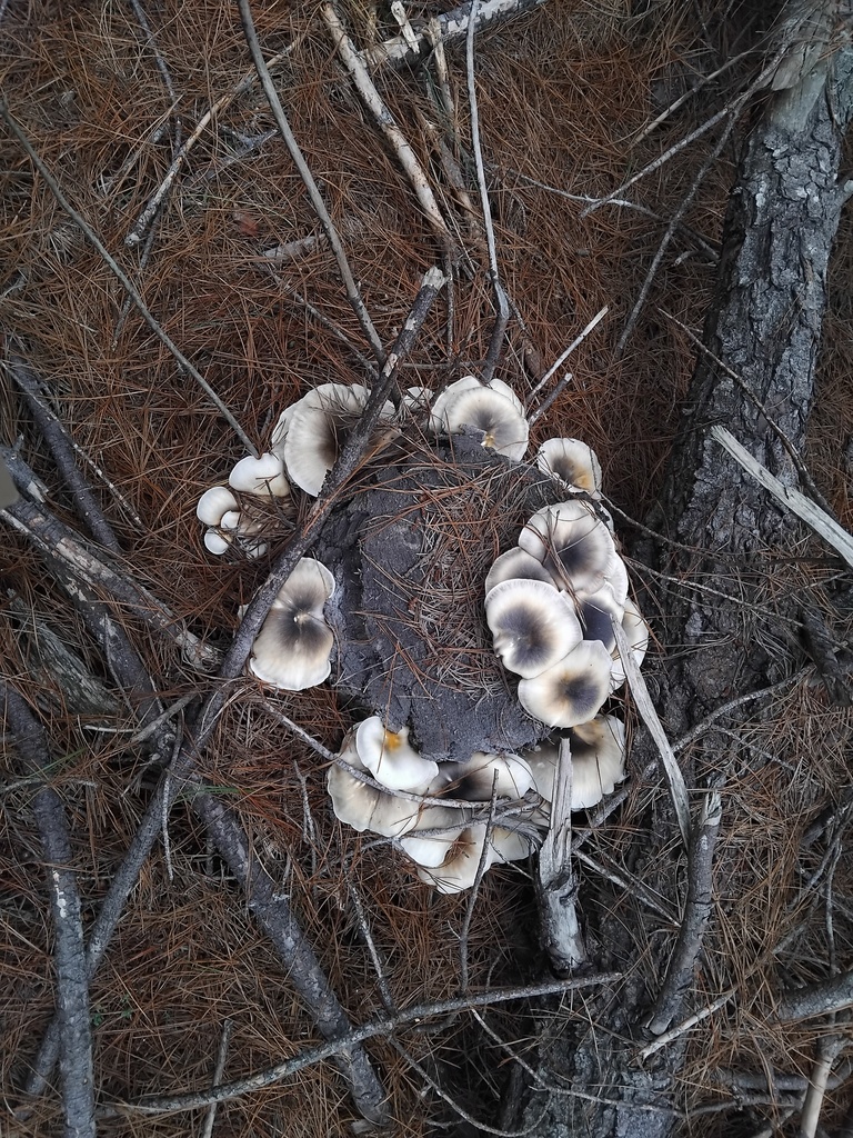 Omphalotus nidiformis · April 2026 · photo: © sofiazed1 (iNaturalist, cc-by)