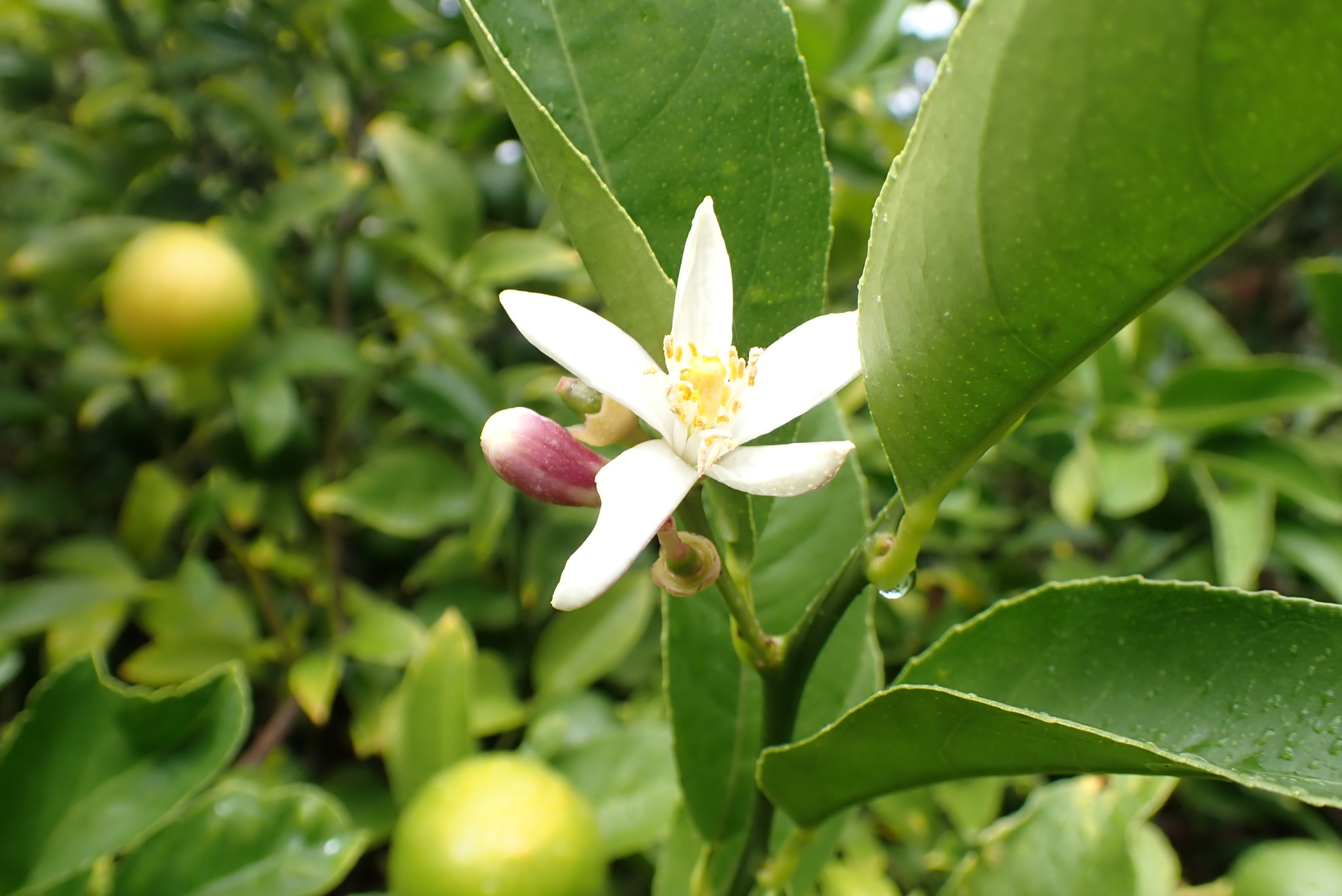 Citrus limon