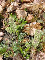 Astragalus nuttallianus