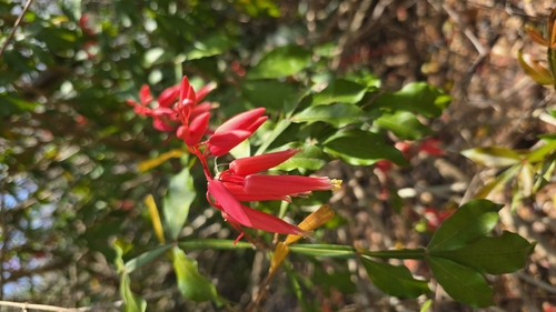 Cuasia (Quassia amara)