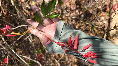 Cuasia (Quassia amara)