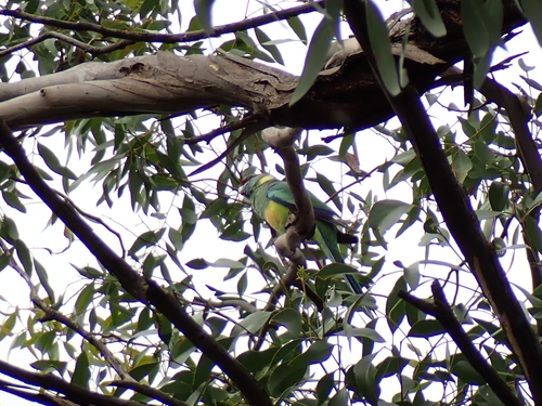 Australian Ringneck