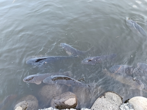 Cyprinus rubrofuscus