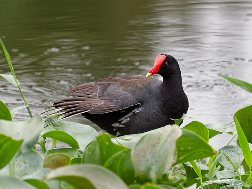 Common Gallinule