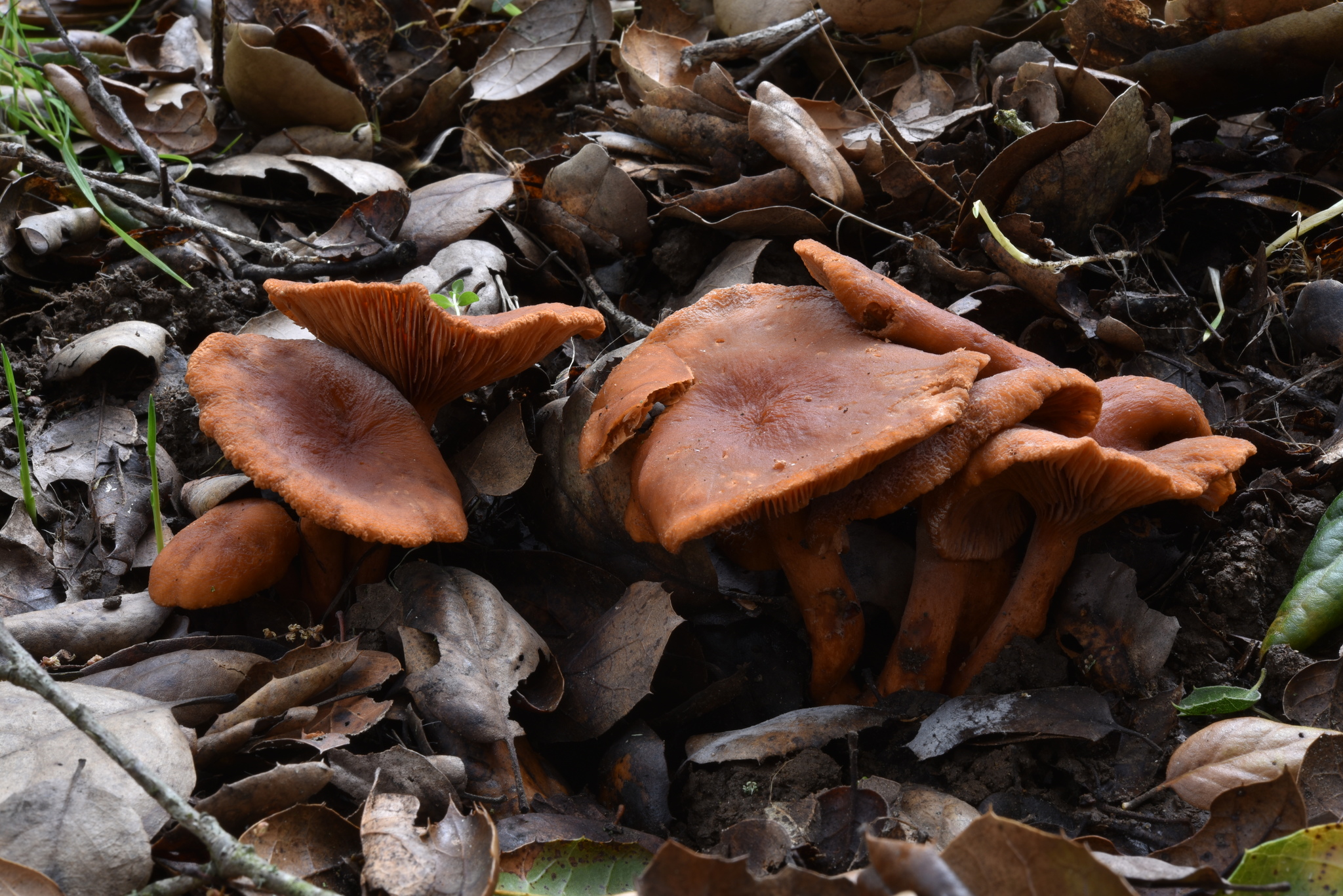 Lactarius rubidus image