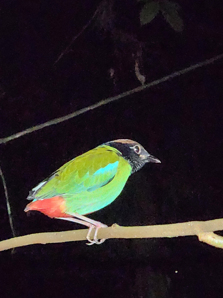 Paok hijau (Pitta sordida)