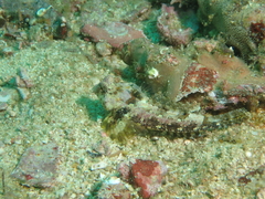 Synchiropus ocellatus