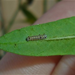 Danaus gilippus