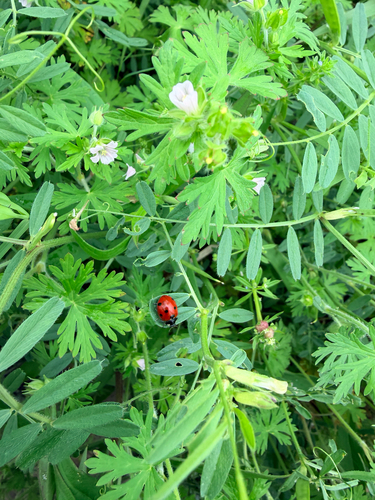 Seven-spotted Lady Beetle