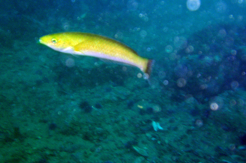 Señorita Wrasse