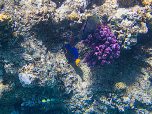 Zebrasoma xanthurum