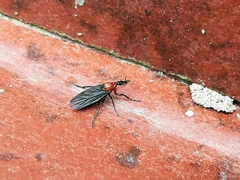 Dilophus pectoralis