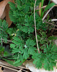 Dicentra cucullaria