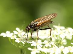 Empis tessellata