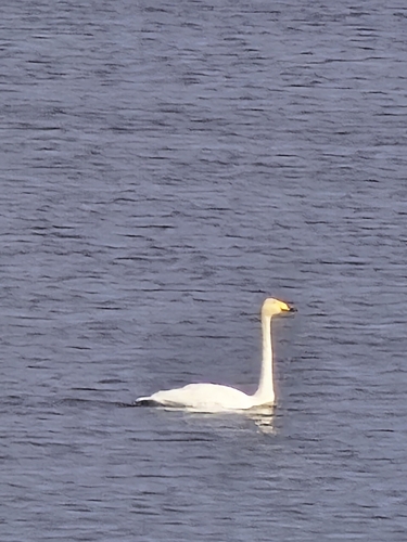 Whooper Swan