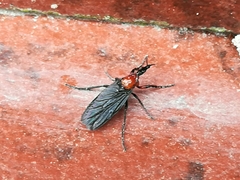 Dilophus pectoralis