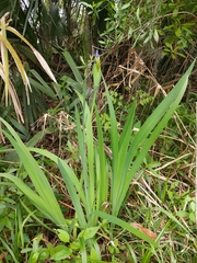 Iris virginica