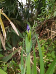 Iris virginica