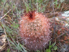 Echinocereus reichenbachii baileyi