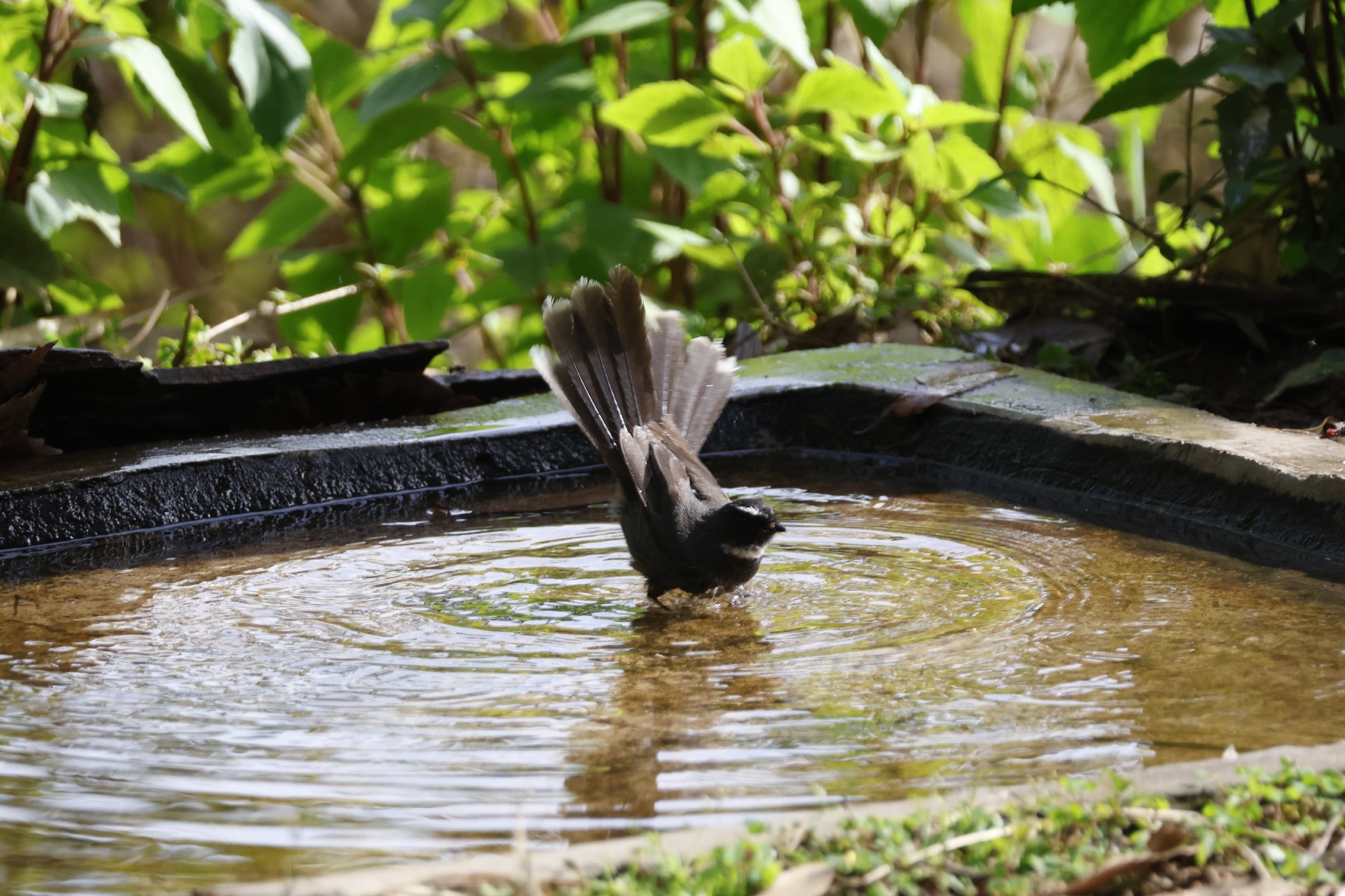 White-throated Fantail (Rhipidura albicollis), photo 8