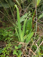 Iris virginica