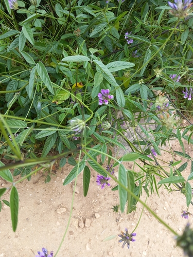 arabian pea