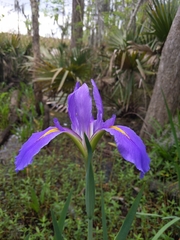 Iris giganticaerulea