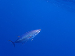 Albacore photo 5