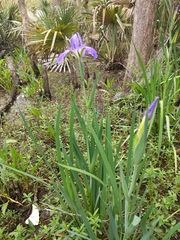 Iris giganticaerulea