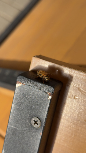 Western Honey Bee