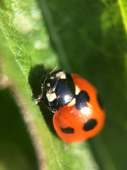 Coccinella septempunctata