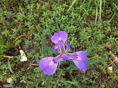 Iris giganticaerulea
