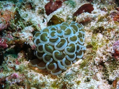 Fimbriaphyllia ancora
