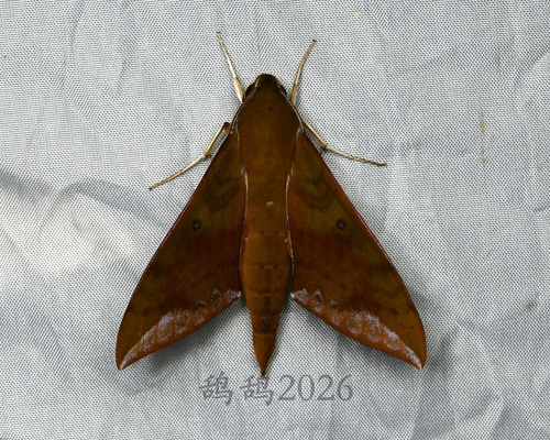 Rhagastis olivacea