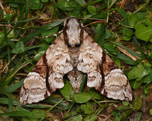 Megacorma obliqua