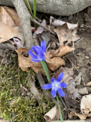 Scilla forbesii