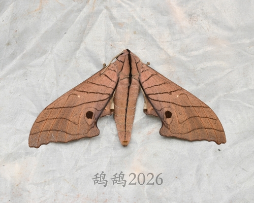Marumba cristata