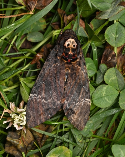 Greater Death's Head Hawkmoth