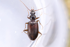 Platynus cincticollis