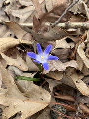 Scilla forbesii