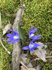 Scilla forbesii
