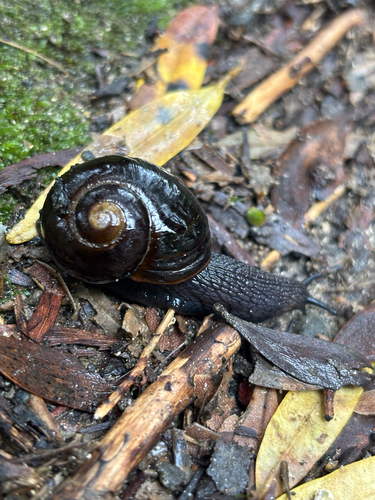 Victaphanta compacta