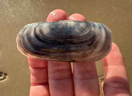 Solecurtus strigilatus