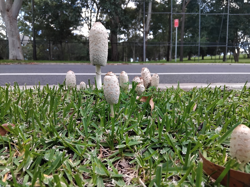 Coprinus comatus · April 2026 · photo: © sofiazed1 (iNaturalist, cc-by)