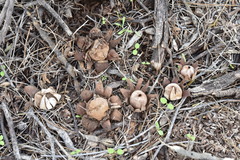 Geastrum floriforme