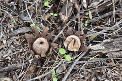 Geastrum floriforme